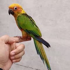 sunconour hand tame