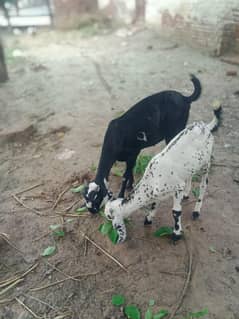bakri