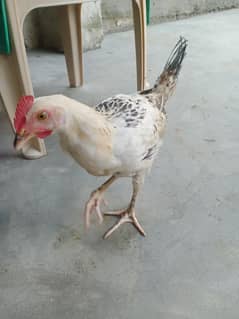 Desi hens
