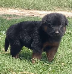 German Shepherd male puppies for sale