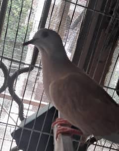 Khumri
