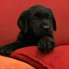 Labrador puppy pedigree microchipped 03240515624
