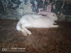 3 pure white red eye rabbits for sale beautiful active and healthy