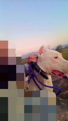 For Sale: Beautiful and Healthy Fever Bloodline Dog