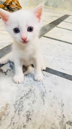 Female Kitten Full White Active 2 Month Age.