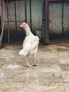 heera aseel murgi