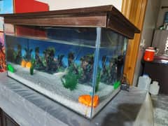 fish
