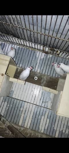 Breeder Java Pairs with Eggs