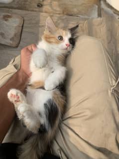 2 months female kitten for sale