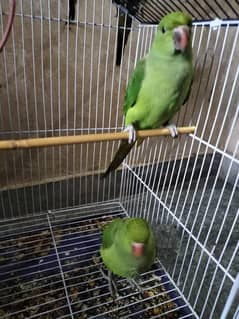 tota