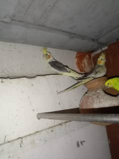 cocktail and budgies for sale
