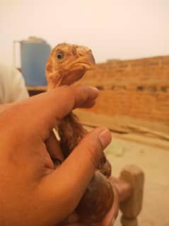 qandhari parrot beak aseel chicks 5 pieces available