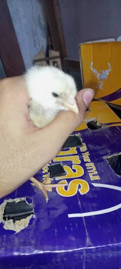 chiken hens