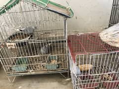 All parrots. Sale with cage