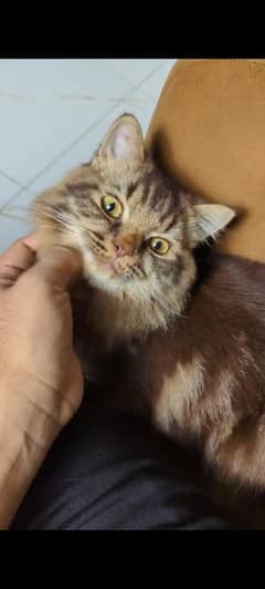 8 months old Persian Car