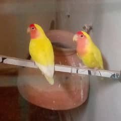 lotino