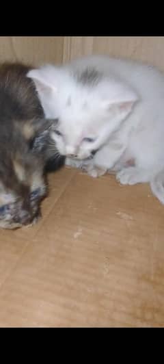 Kittens