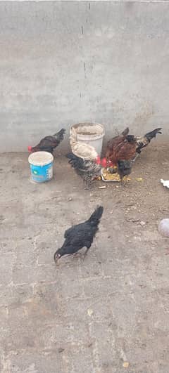 Hens