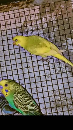 Breeder Pairs Australian Parrots and cocktails