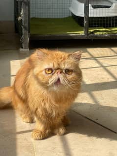 Peke