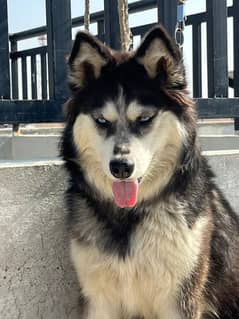 husky for sale