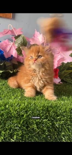 blue eyes white Persian kitten|Triple long coat |WhatsApp. 03250387943
