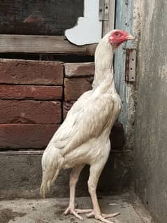 White o shamo female / shamo / female / murgi / Aseel / chicks / murga