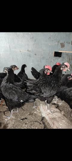 Australorp Chicks