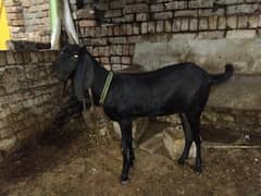 amratsari bakri