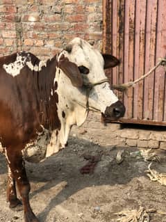 Desi cholistani cross cow 12/kg doodh