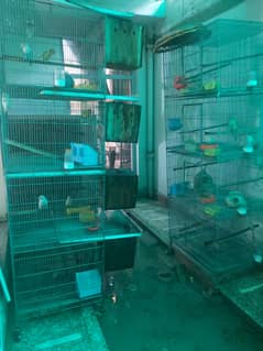 birds cages with all birds for urgent sale