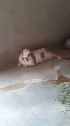 Holland loop Rabbit for urgent sale