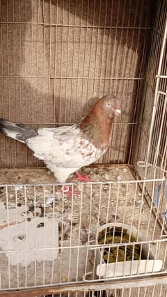Pigeon