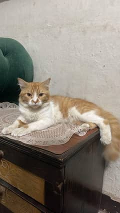 Persian Cat male