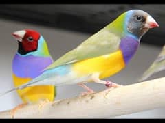 100+ Gouldian Flinch Ready to first breed pairs Available.