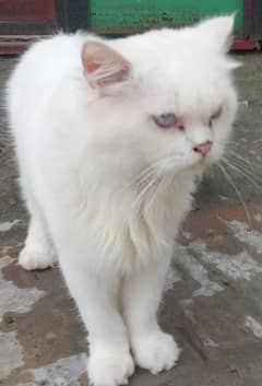 Persian Cat for Sale