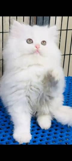 Persian