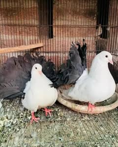 fancy pigeons exchange possible