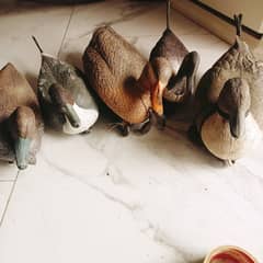 pigeon
