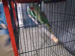 Talking
