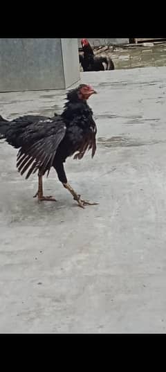 Thai female for sale kurak murga hy 14 eggs nachay rak lati hy