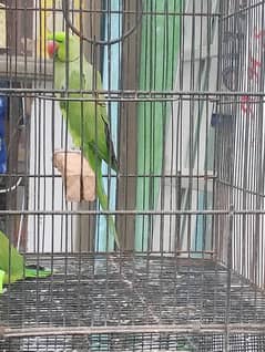 near to Breed Confirm pair.