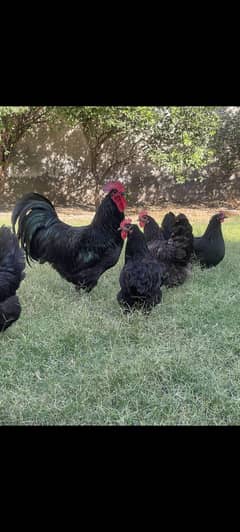austrolorp heritage chicks available for sale