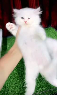 Persian kitten | triple long coated Kittens |  03407399480 WhatsApp