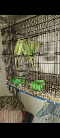 cocktail bird's