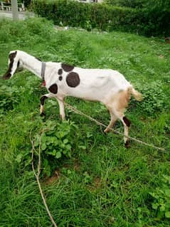 goat