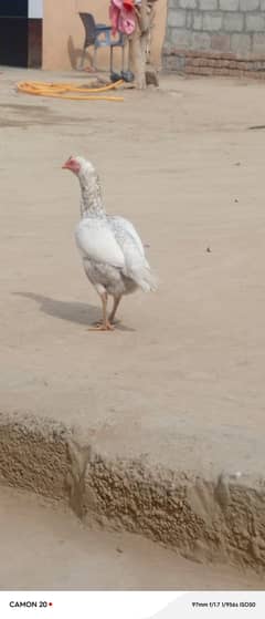 full breadr female