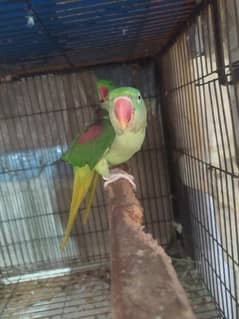 breeder pair