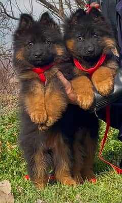 German Shepherd Puppies My WhatsApp No 0323<87=14>135