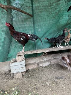 Aseel chicks pure age 2.5 months